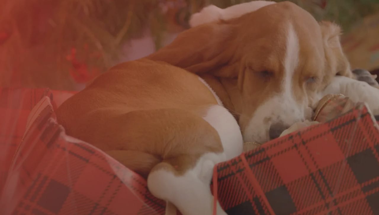 Puppies Crash Christmas on Hulu